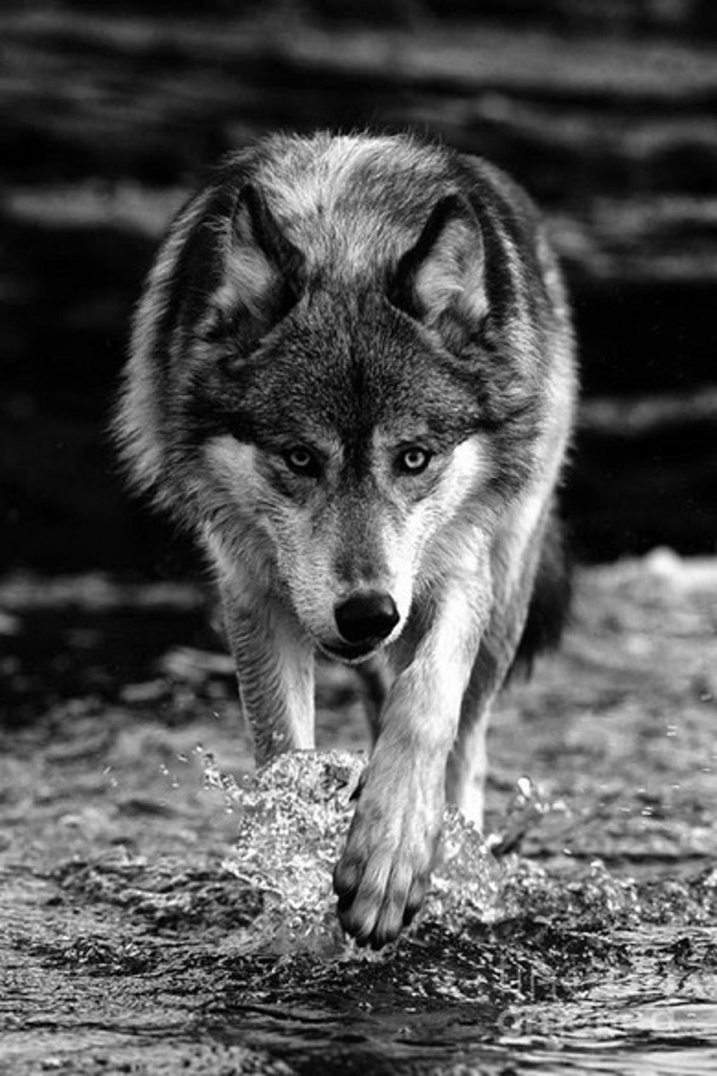 black-wolf-wallpapers-for-android-download