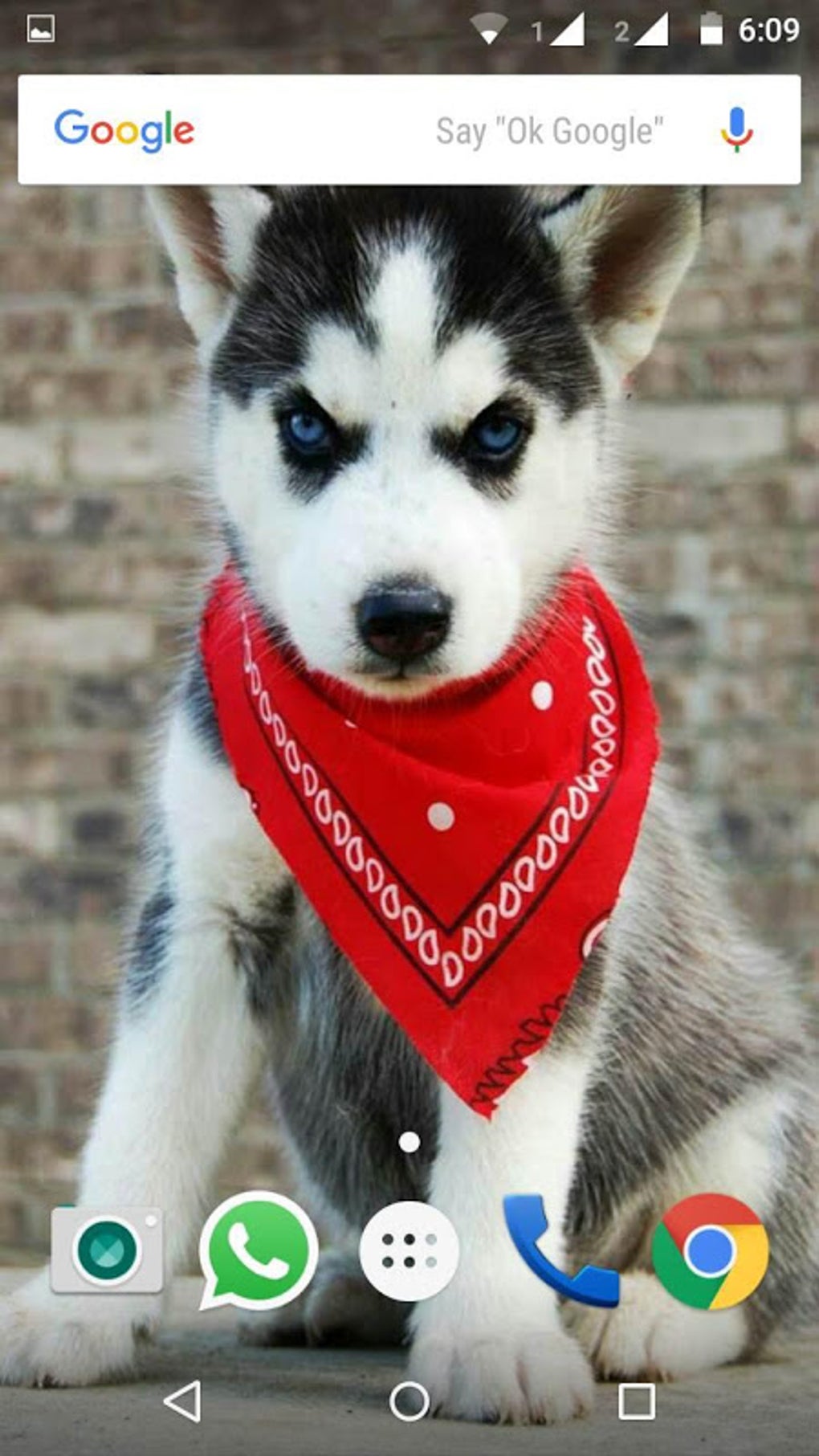 Siberian Husky Dog Wallpapers APK для Android — Скачать