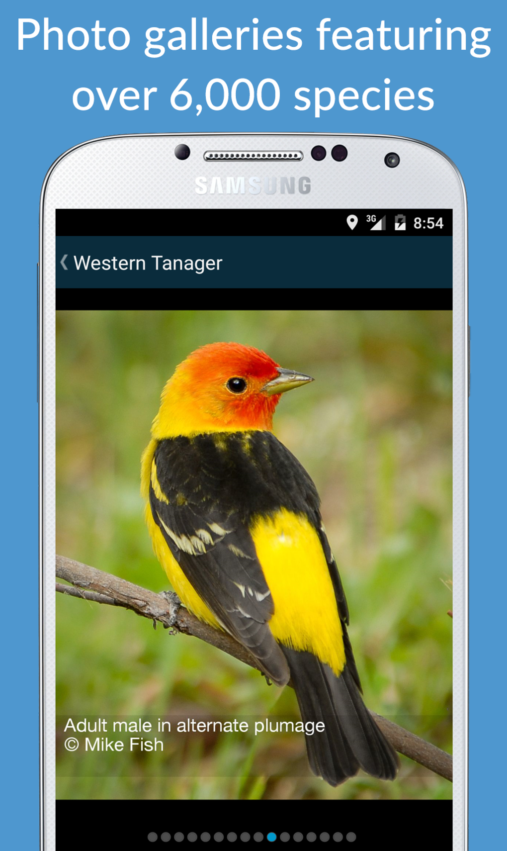 Android Için BirdsEye Bird Finding Guide APK - İndir