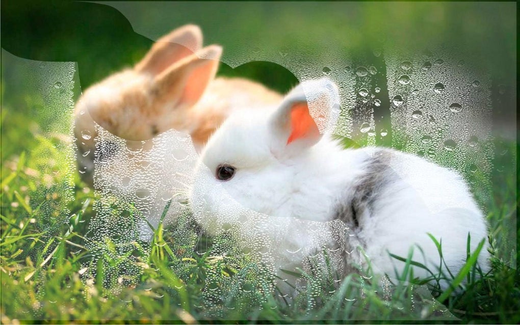 Android için Bunnies live wallpaper - İndir