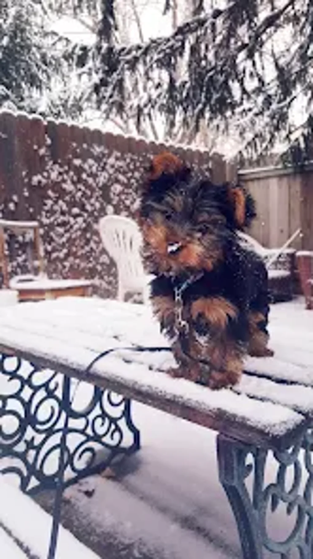 Adesivo Per Auto Riflettente 3D - Yorkshire Terrier Divertente - 25 Cm - Impermeabile E Resistente Al Sole