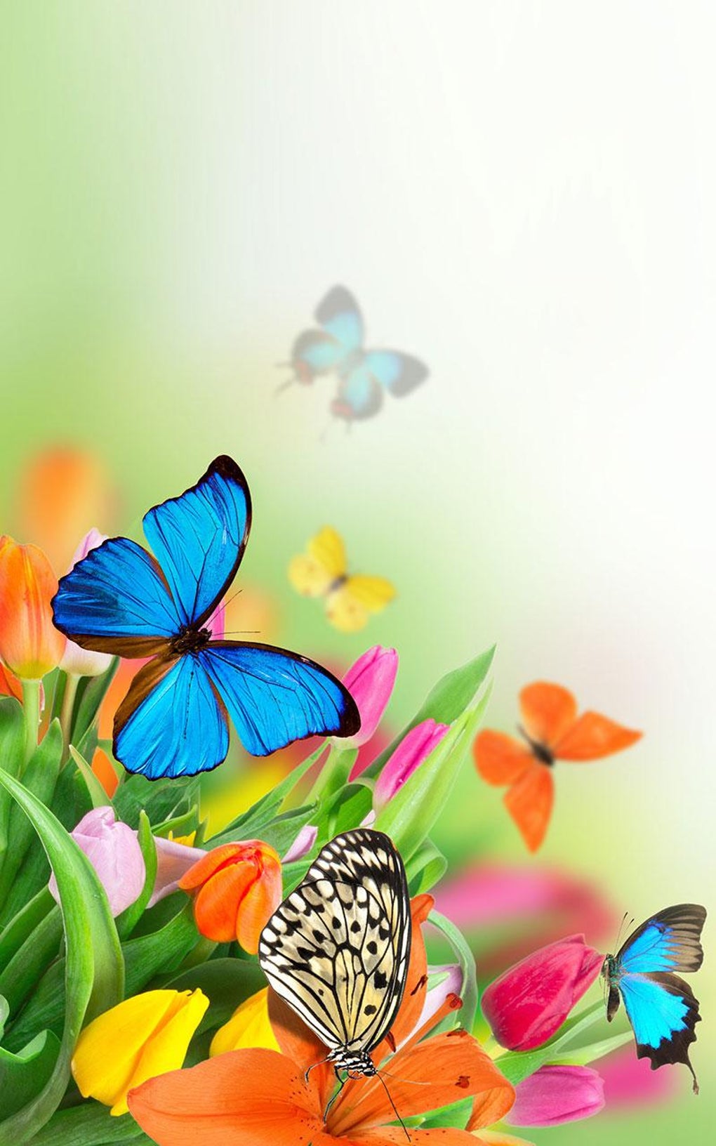 Butterfly Live Wallpaper для Android — Скачать