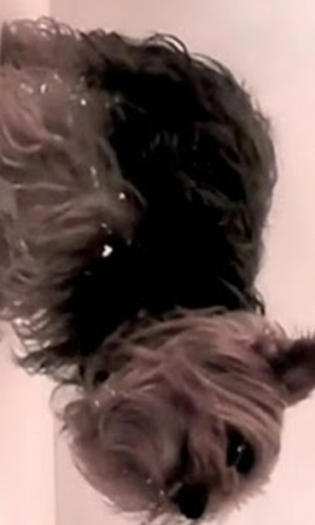 dog screen cleaner for android download