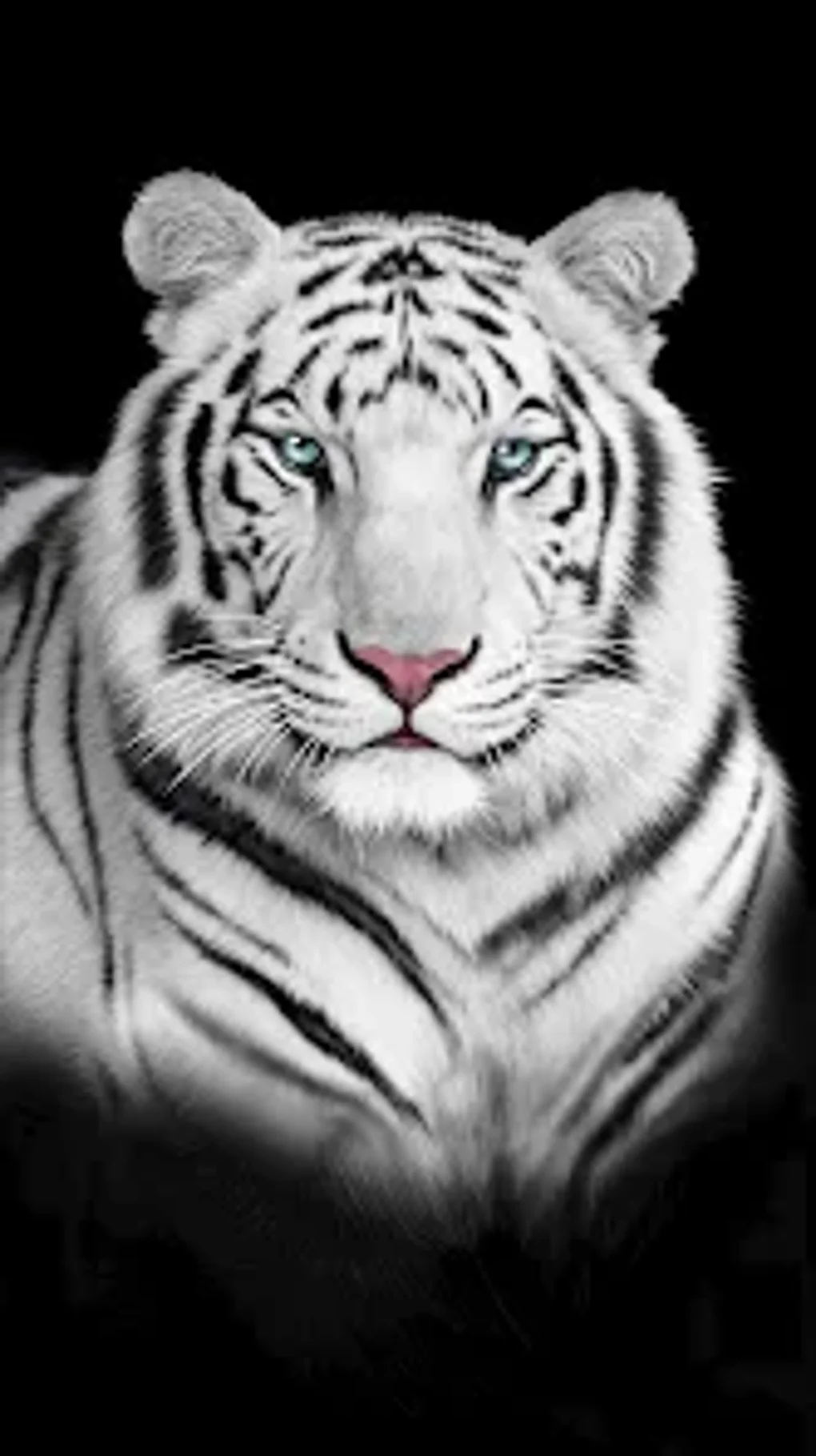 Tiger Wallpaper для Android — Скачать