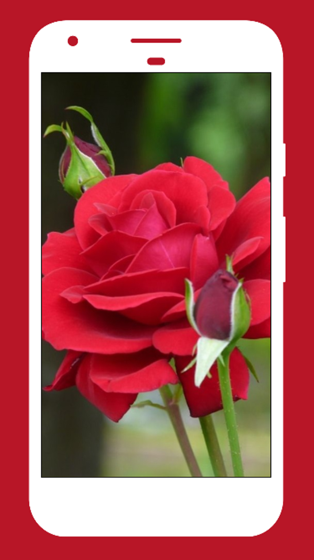 Flower Images, Flower Wallpapers, Roses APK для Android — Скачать