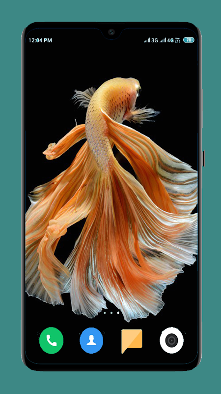 Betta Fish Wallpaper -- HD Wallpapers of Betta Fish!:Amazon.com:Appstore  for Android