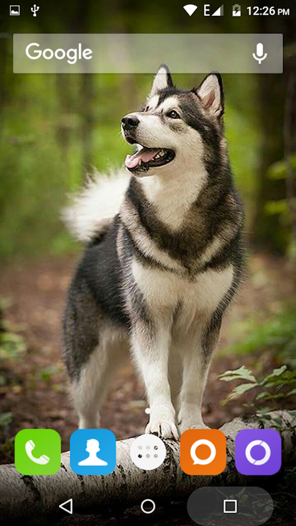 Siberian Husky Dog Wallpapers APK For Android - Download