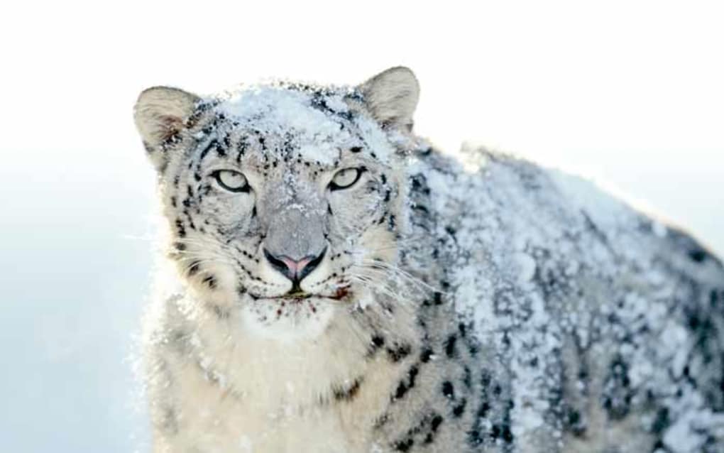 Mac Os X Snow Leopard Wallpapers Télécharger