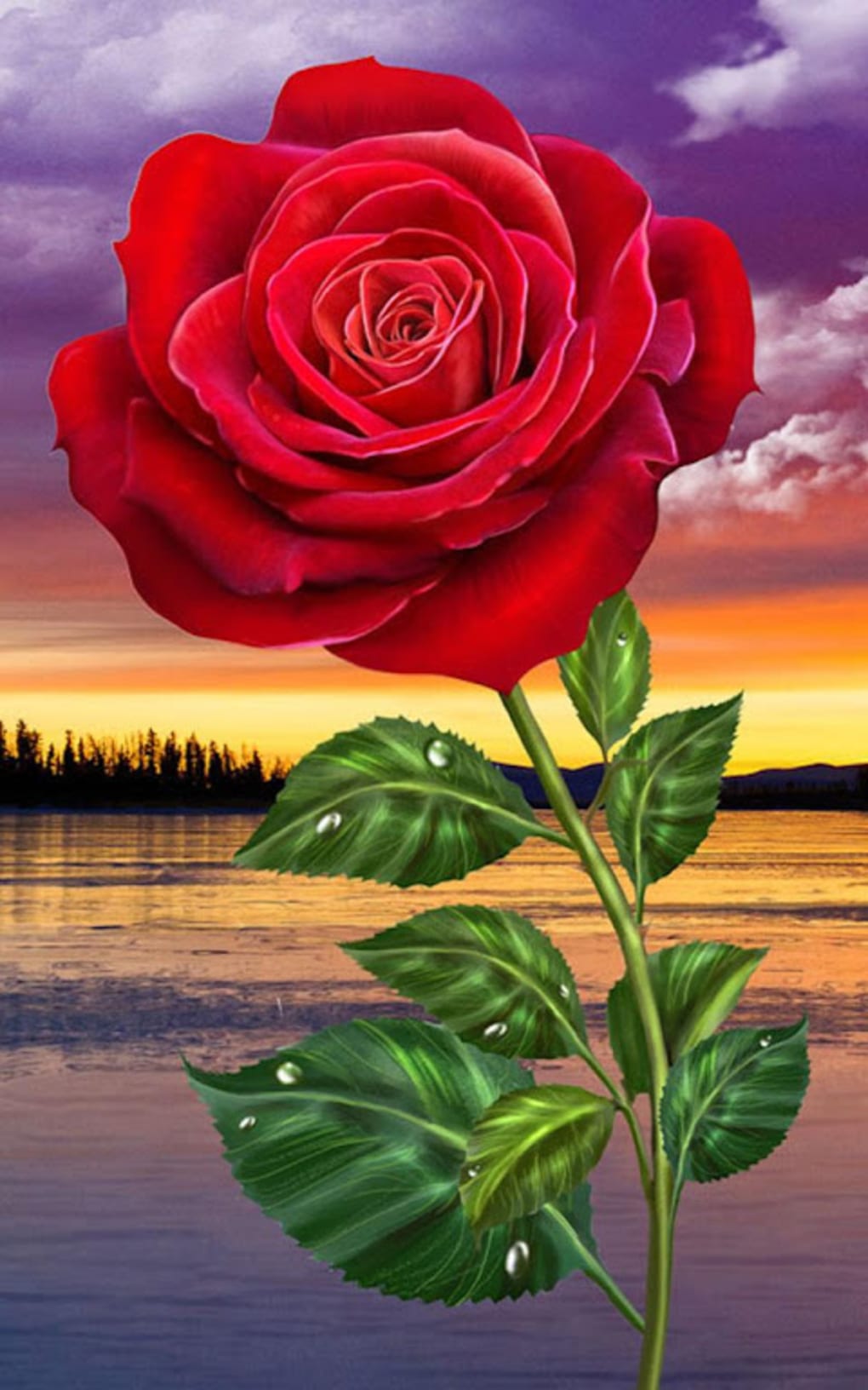 Hd Rose Flowers Live Wallpaper For