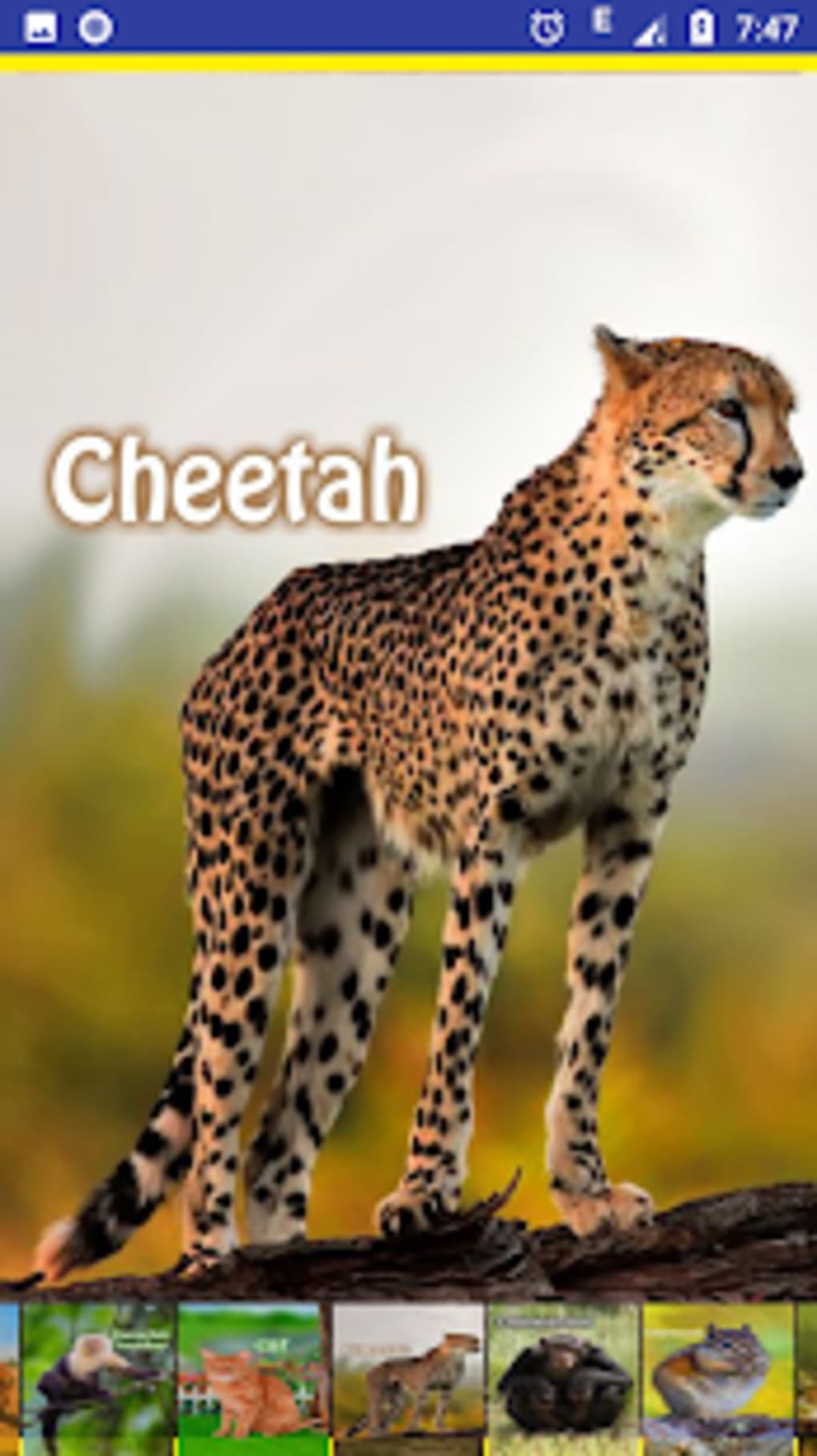 Animal Sounds and Ringtones APK for Android - Download