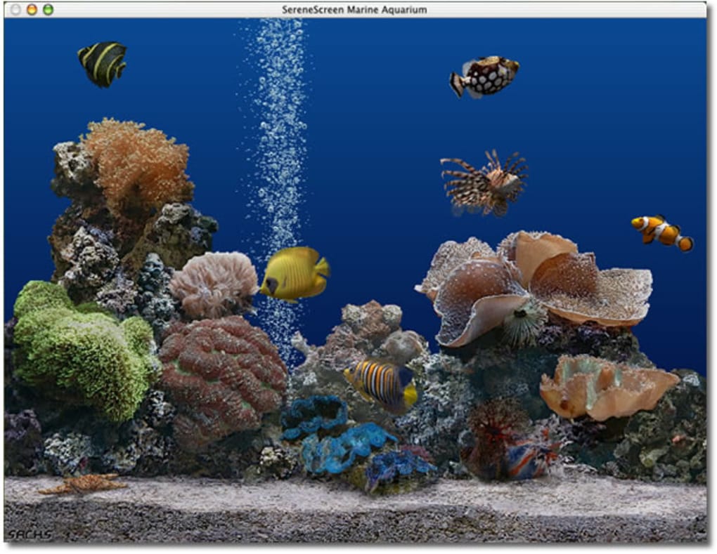 marine aquarium with tortious screensaver