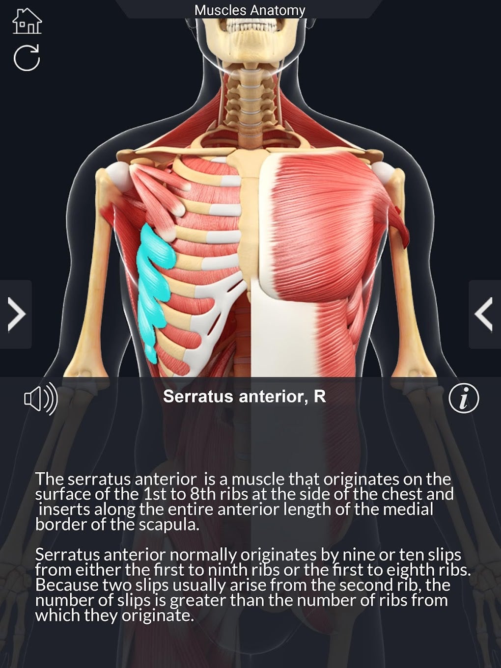 Anatomy pro. Суставы анатомия. Anatomy Learning.