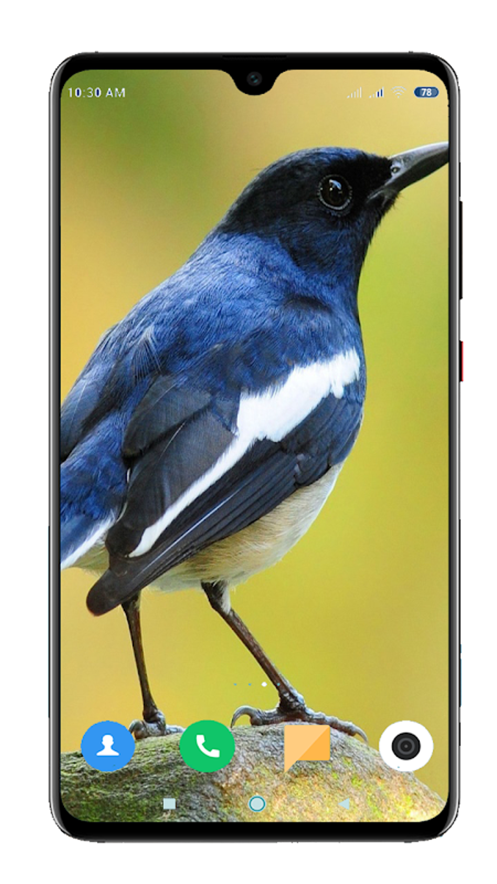 Bird Wallpaper 4K APK Para Android Download Bird Wallpaper 4K APK Para Android Download