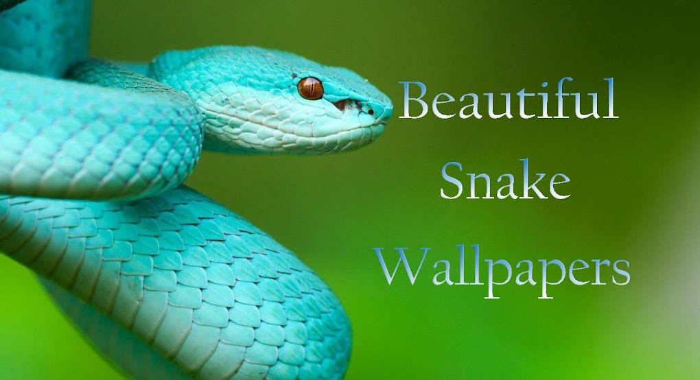 Snake Wallpaper HD APK cho Android - Tải về