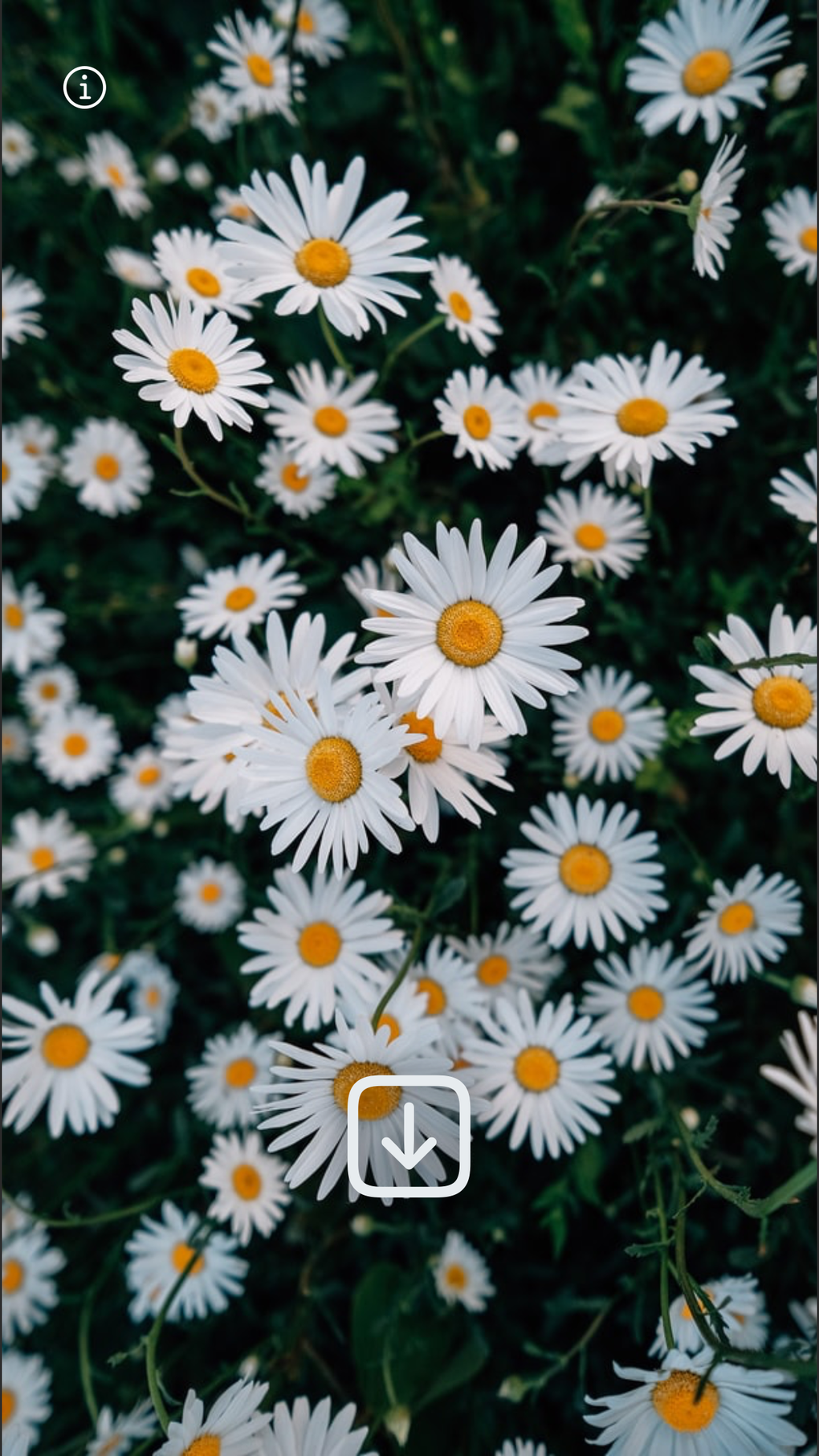 WLPPR - backgrounds wallpapers for iPhone - Download