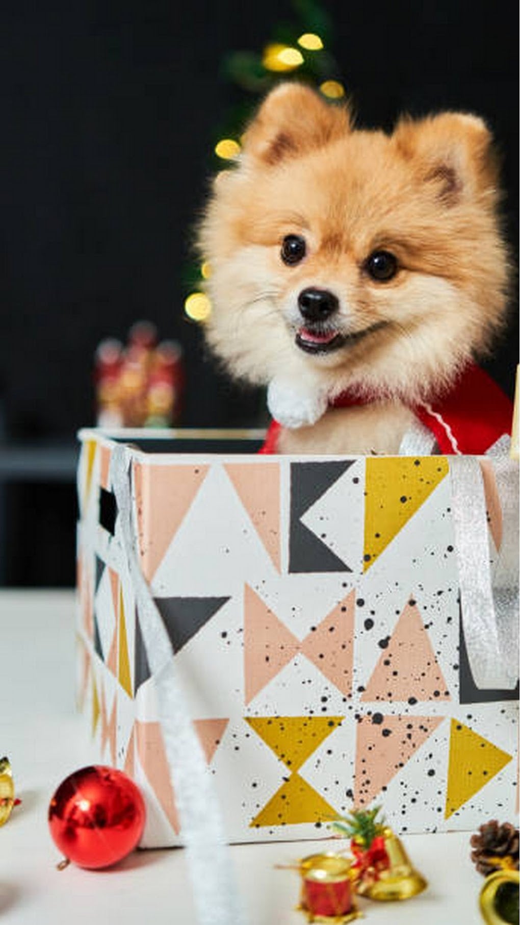 Pomeranian Dog wallpaper for Android - Download