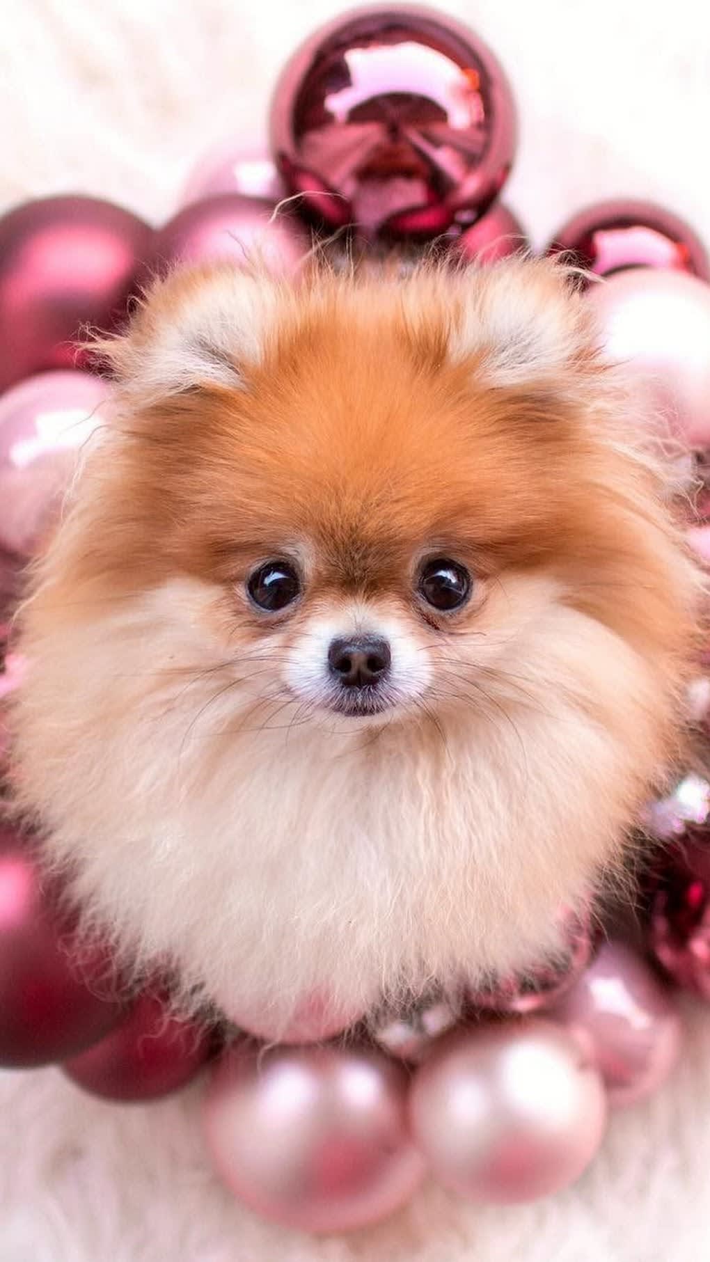 Tommy the Pomeranian  actionjacksonlovesbbq and here is the  Dog  wallpaper Puppy wallpaper iphone Dog wallpaper iphone