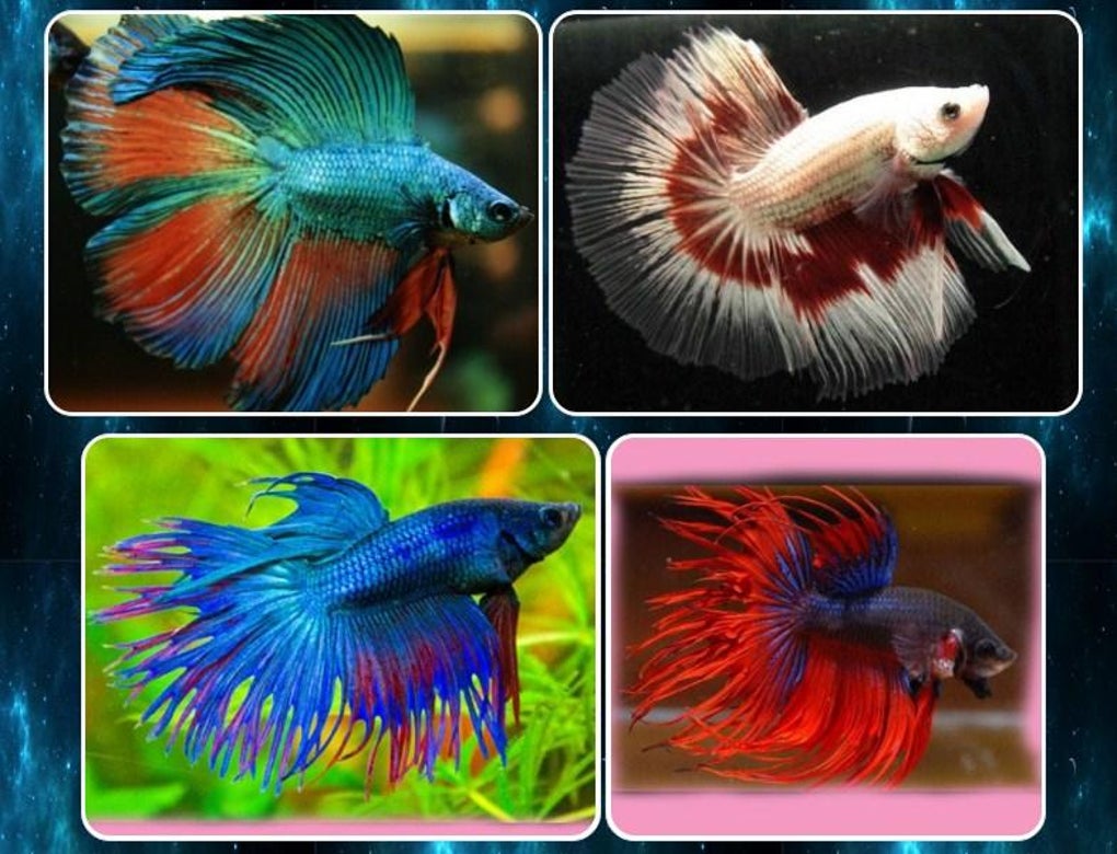 various betta fish for Android - Download