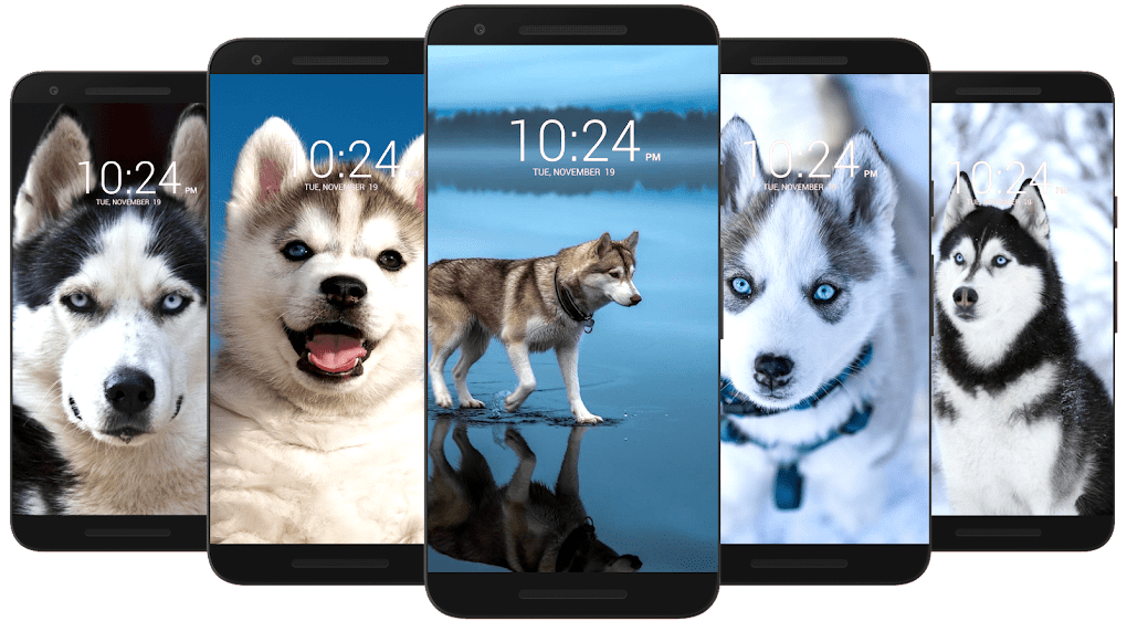 Husky Dog Wallpaper HD for Android - Download