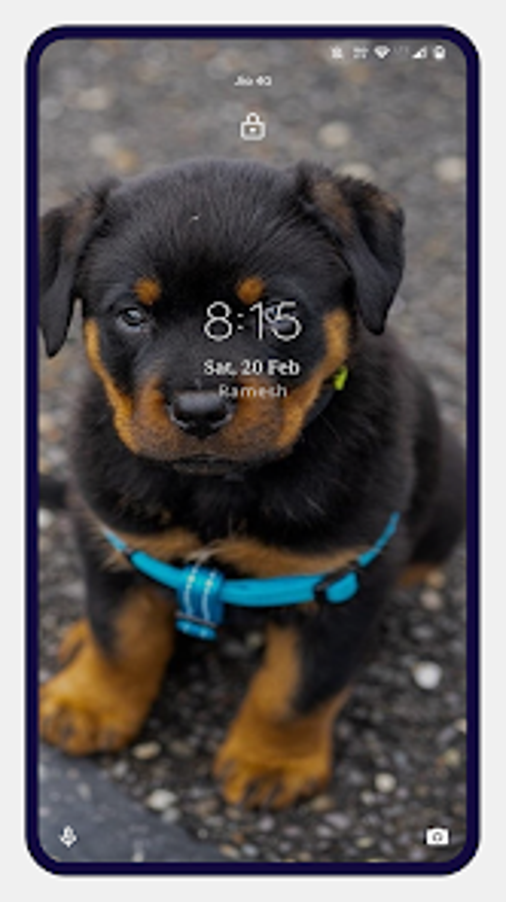 Rottweiler Dog Wallpapers для Android — Скачать