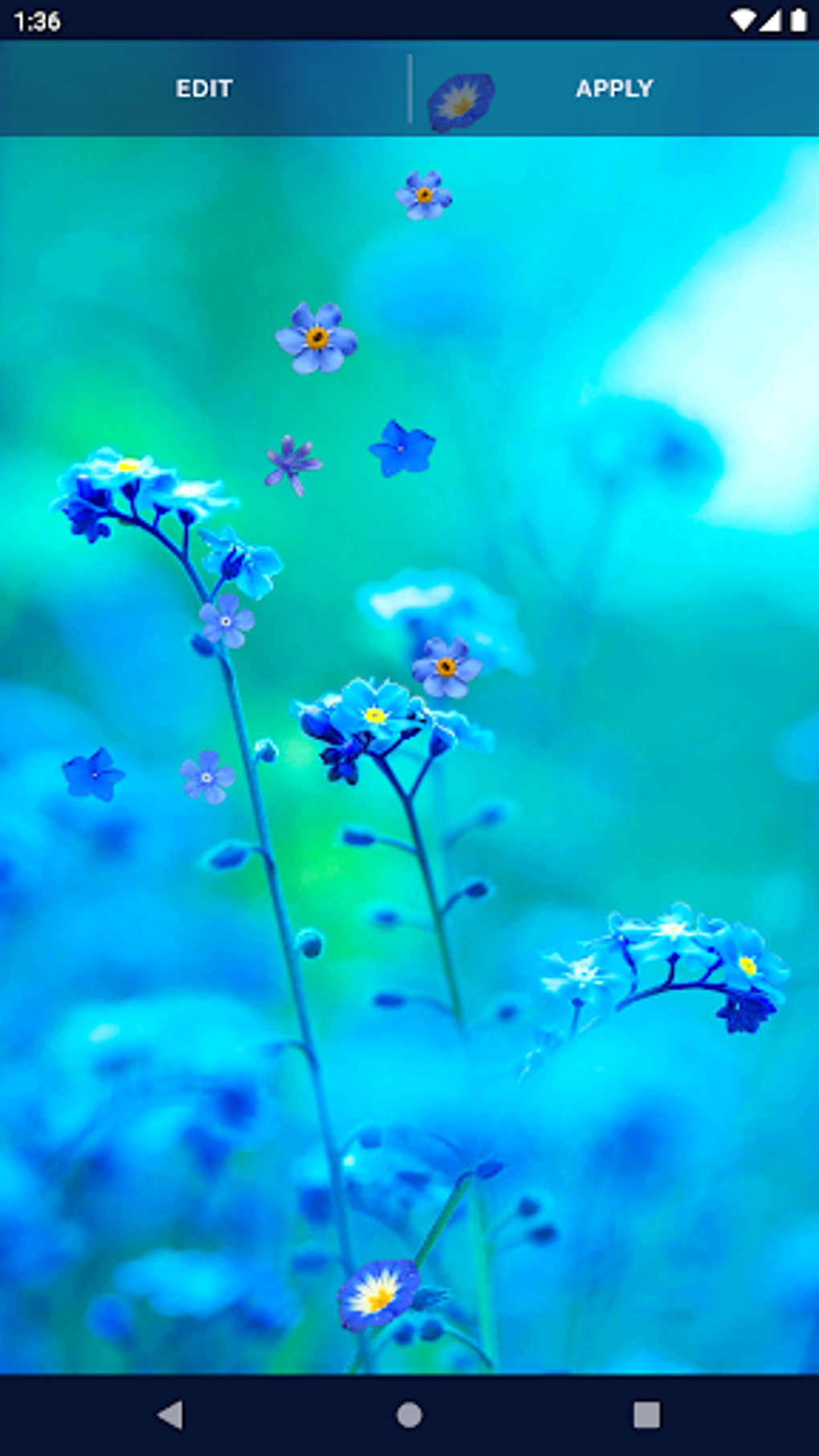 Blue Flowers Live Wallpaper APK For Android Download blue-flowers-live-wallpaper-apk-for-android-download