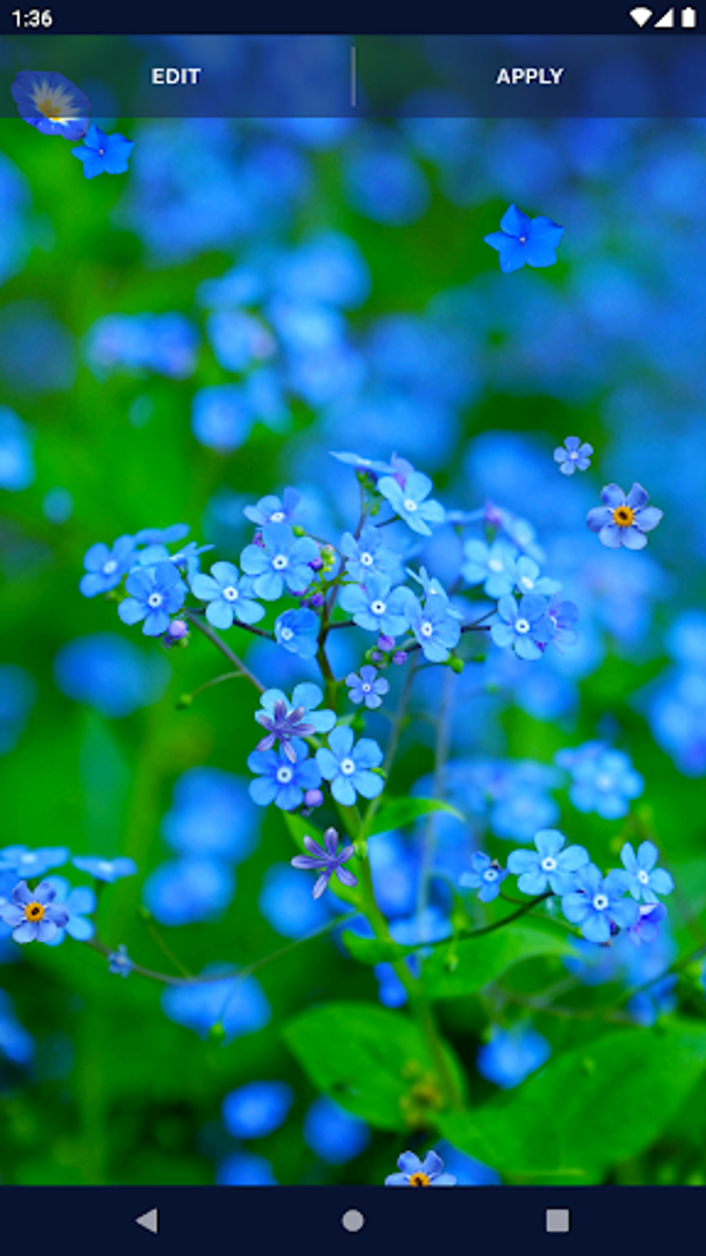 Blue Flowers Live Wallpaper APK For Android Download blue-flowers-live-wallpaper-apk-for-android-download