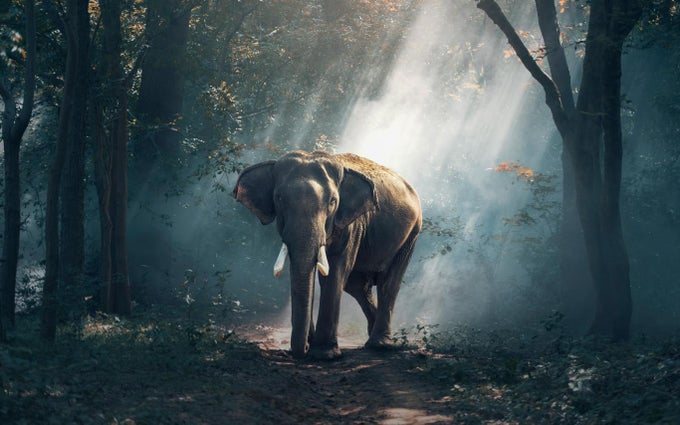 Wildlife of India Wildlife of India