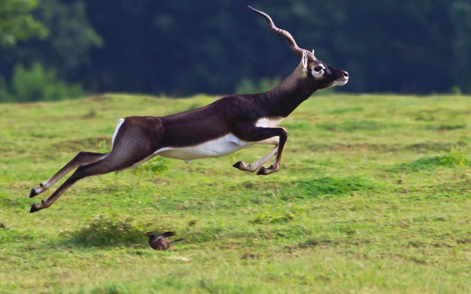 Wildlife of India Wildlife of India
