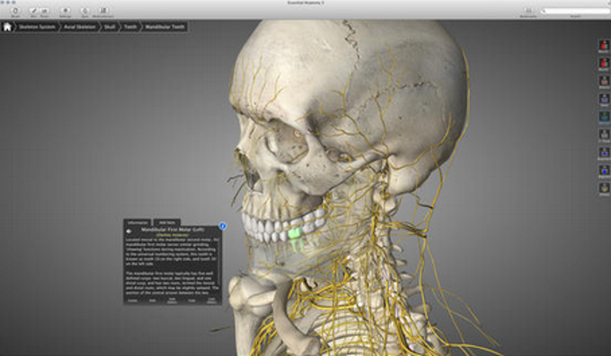Essential Anatomy Essential Anatomy