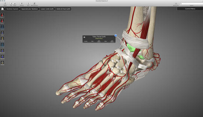 Essential Anatomy Essential Anatomy