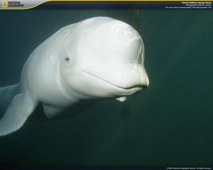 National Geographic Polar Animals Screensaver National Geographic Polar Animals Screensaver