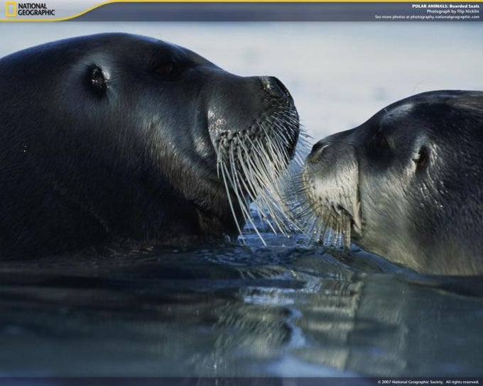 National Geographic Polar Animals Screensaver National Geographic Polar Animals Screensaver