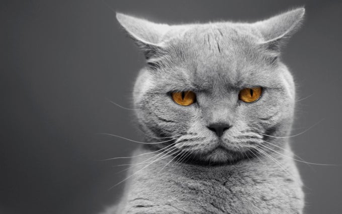 Cat Expressions Cat Expressions