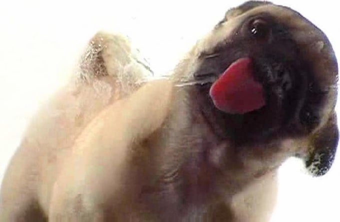 Licking Dog Screen Clean Licking Dog Screen Clean