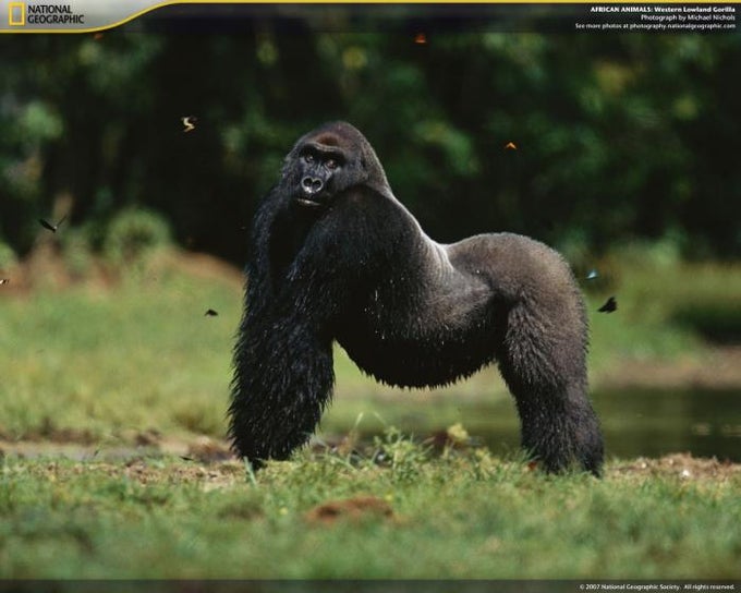 National Geographic African Animals Screensaver National Geographic African Animals Screensaver