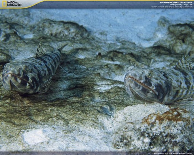 National Geographic Underwater Predators Screensaver National Geographic Underwater Predators Screensaver