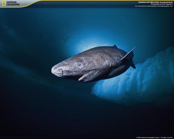 National Geographic Underwater Predators Screensaver National Geographic Underwater Predators Screensaver