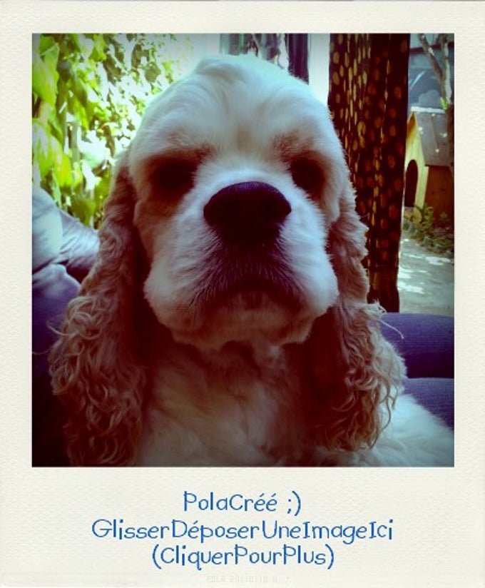 Pola Pola