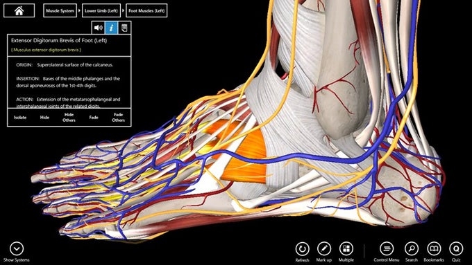 essential anatomy 3 download windows طرق التفعيل