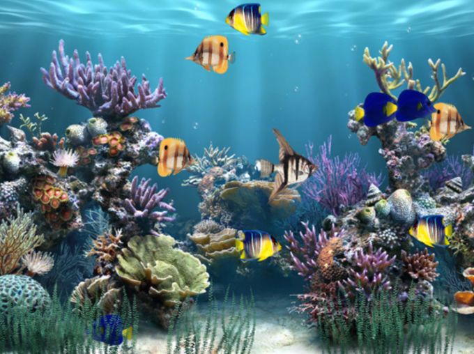 Download Amazing 3d Aquarium Latest Version
