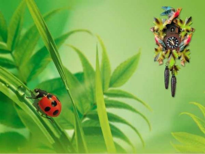 Parallaxis Cuckoo Clock Parallaxis Cuckoo Clock
