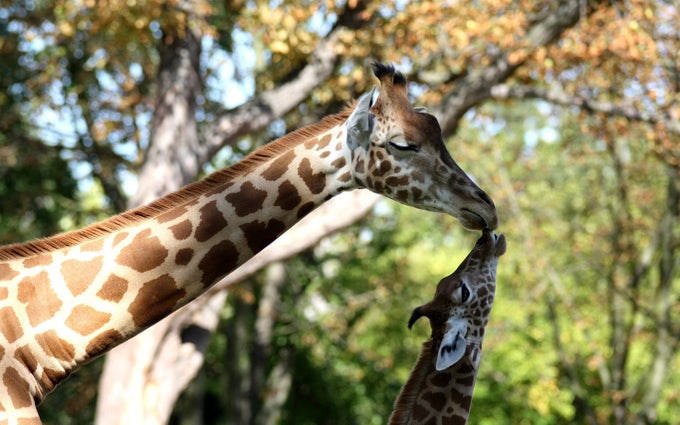 Animal Mothers Animal Mothers