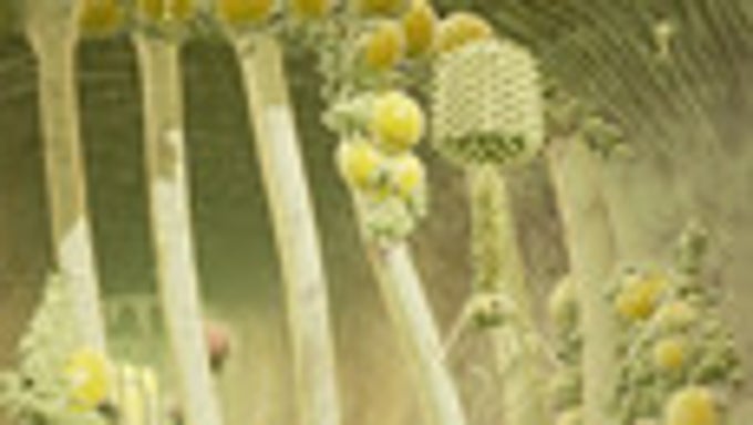 Micro Cosmic Worlds Micro Cosmic Worlds