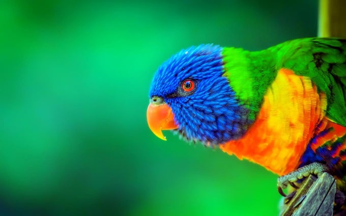 Colors of the Rainbow Colors of the Rainbow