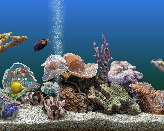 SereneScreen Marine Aquarium SereneScreen Marine Aquarium