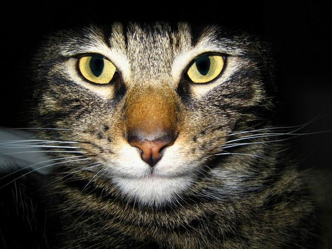 Katze Wallpaper Katze Wallpaper