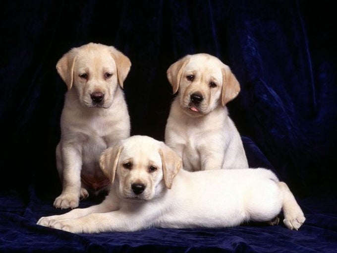 Pretty Puppies Free Screensaver Pretty Puppies Free Screensaver