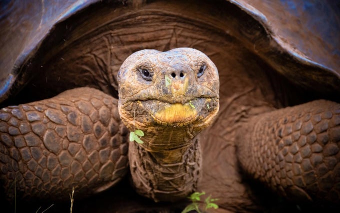 Turtles and Tortoises Turtles and Tortoises