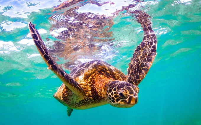 Turtles and Tortoises Turtles and Tortoises