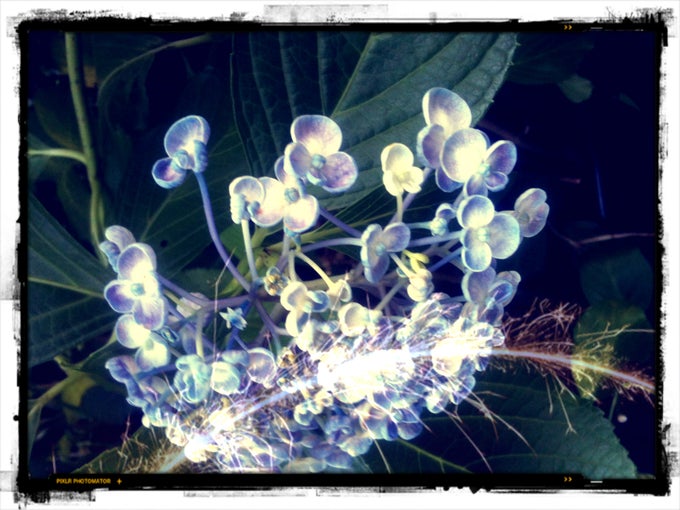 Pixlr-o-matic Pixlr-o-matic